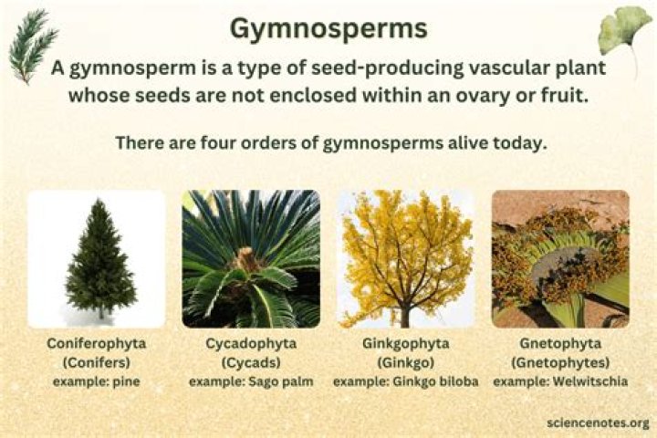 Are gymnosperms vascular or non vascular?