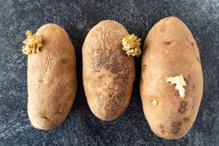 Are potato spores poisonous?