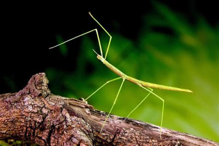 Can a stick bug kill you?