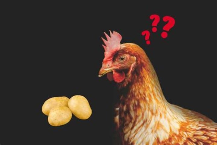 Can chickens eat potatoes?