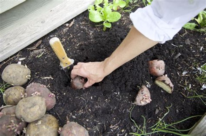 Can regular potatoes be planted?