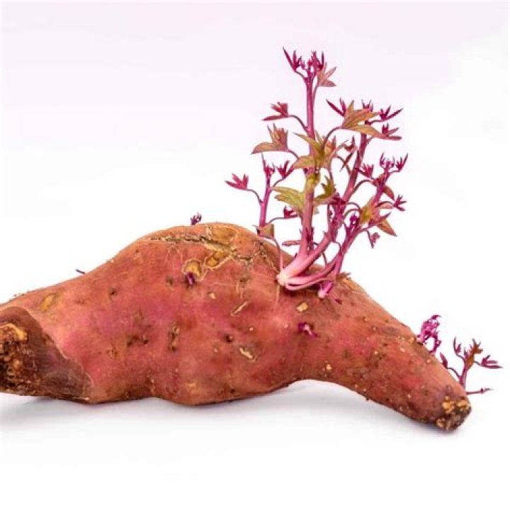 Can you eat sweet potato shoots?