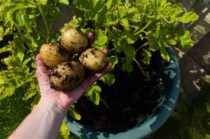 Can you grow potatoes year round in Texas?