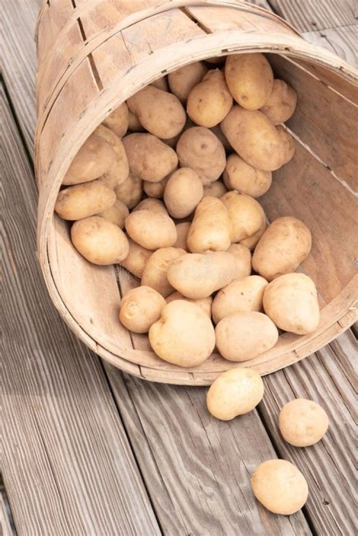 Can you replant freshly dug potatoes?