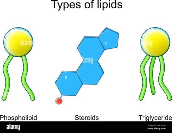 Do onions have lipids?