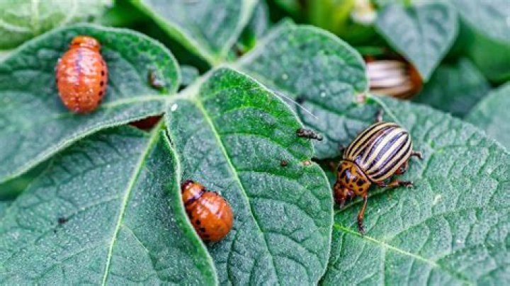 Do potato bugs have a purpose?