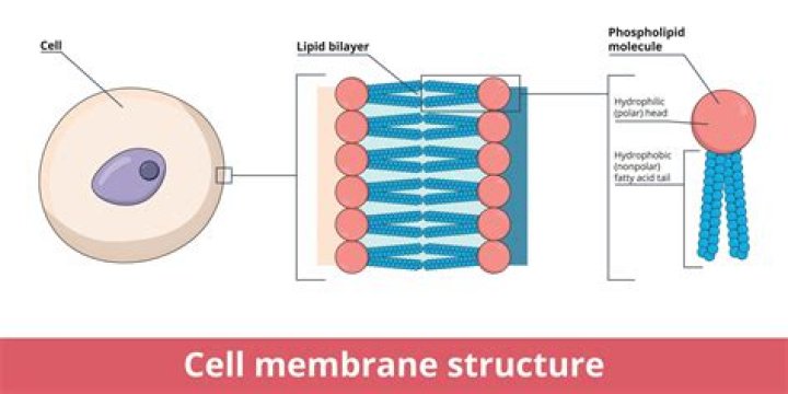 Do potatoes have a cell membrane?