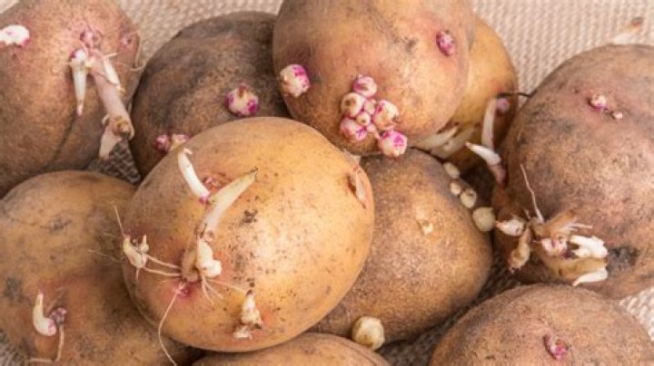 Do potatoes have nuclei?