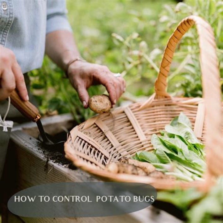 How do I get rid of potato bugs?