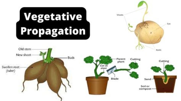 How do potatoes grow in vegetative propagation?