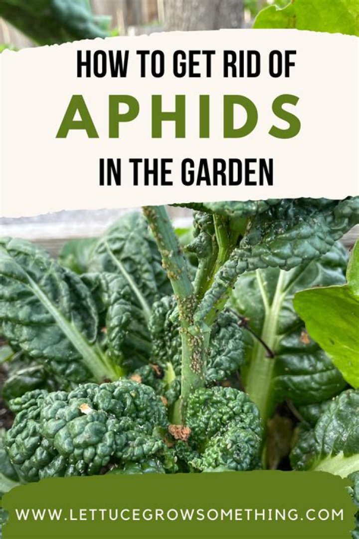 How do you get rid of aphids on potatoes?