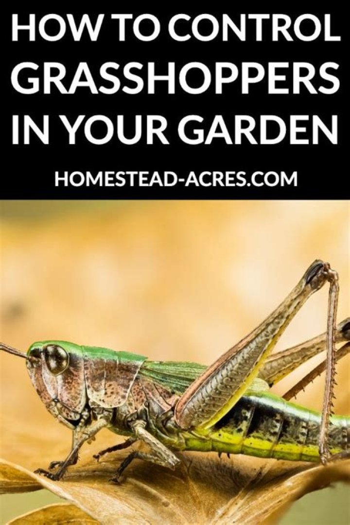 How do you keep grasshoppers off potatoes?