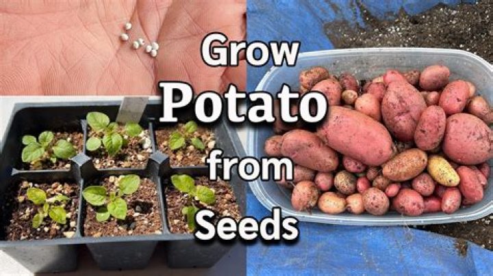 How late can you plant potato seeds?