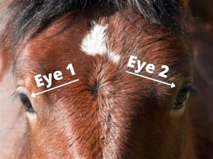 How many eyes do potatoes have?