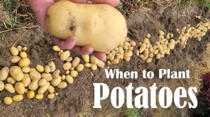 Is it OK to plant potatoes now?