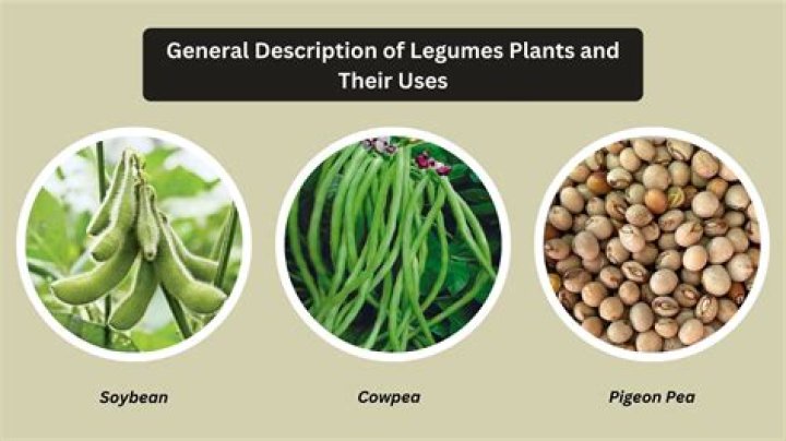Is potato leguminous plant?