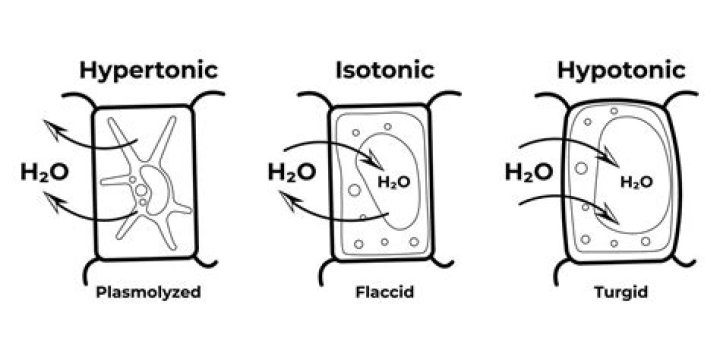 Is pure water isotonic to potato?