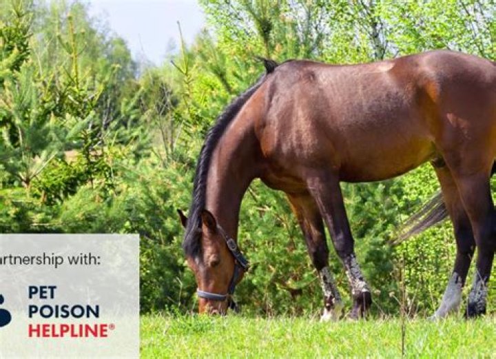 Is sweet potato poisonous to horses?