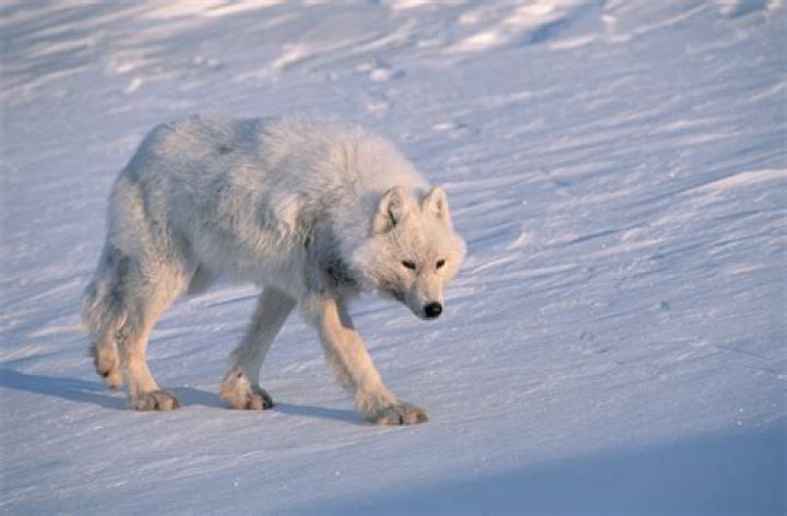 Is the Arctic wolf 298lb compatible with YouTube?