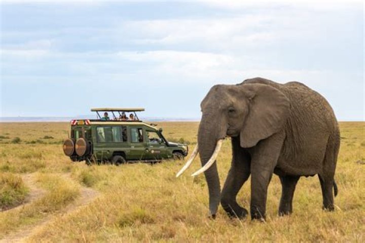 Is the Safari Serengeti diesel pusher still in use?