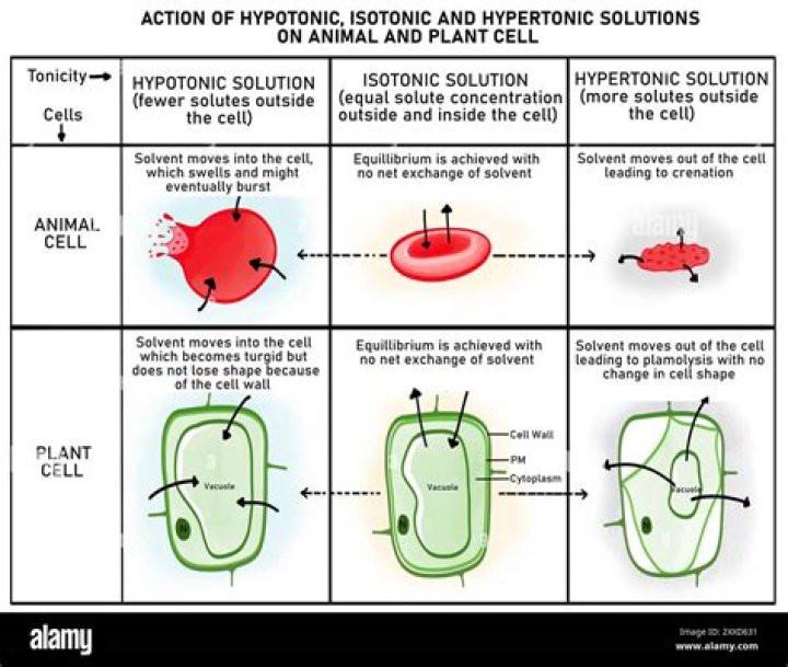 What are the cells seen in potato?