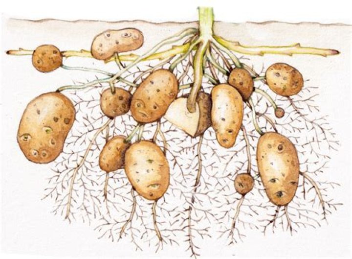 What are the pods on a potato plant?
