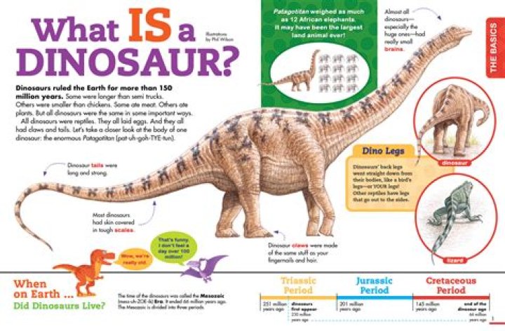 What classifies a plant as a fern?