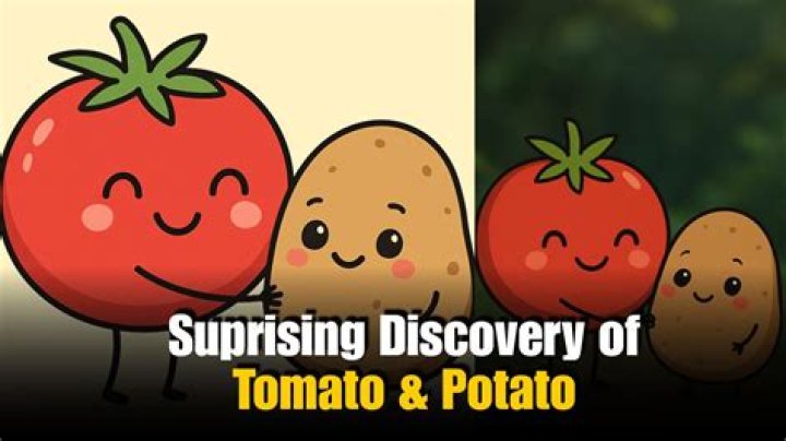 What does potato tomato mean?