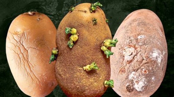 What happens if a potato bug bites you?