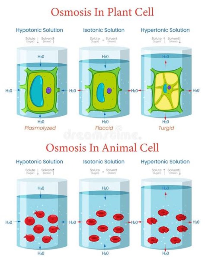 What happens to a potato during osmosis?