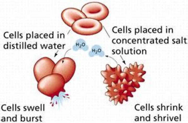 What happens to a potato when placed in pure water?