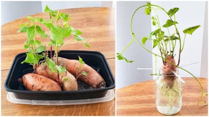 What happens when you put a potato slice in pure water?