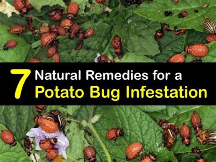 What is a potato bug classified as?