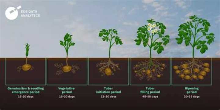 What is the best season for potato growth?