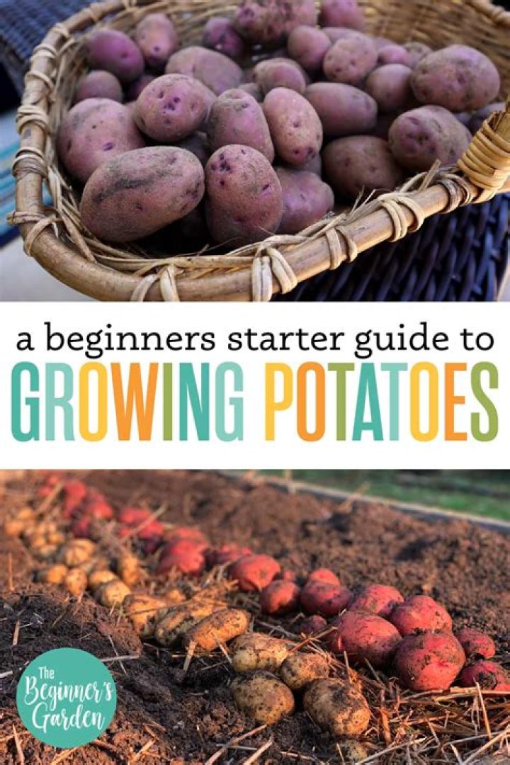 What is the best thing to grow potatoes in?