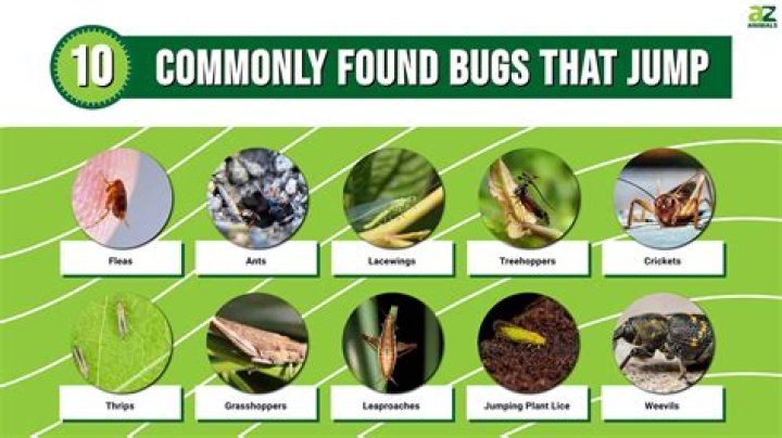 What kind of bugs do robins eat?