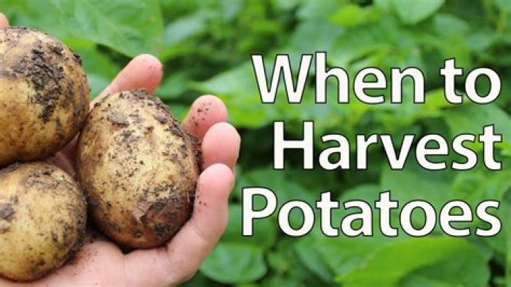 What month do you dig up potatoes?