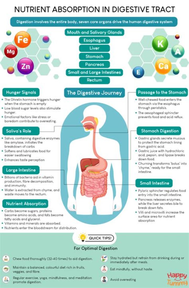 What nutrient does a potato represent?