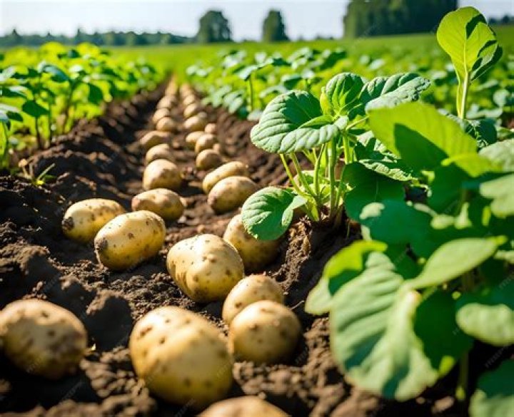 Where are most potatoes grown in the world?