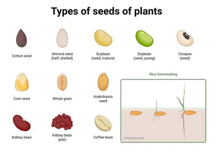 Where do I plant seeds in RuneScape?
