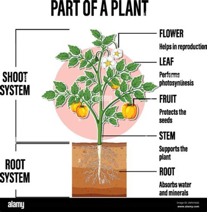 Which is part of the plant is the potato?