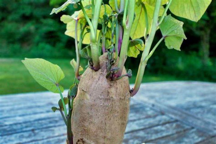 Which part of potato will grow into new plant?
