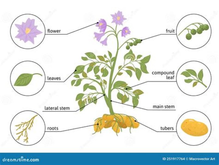 Which part of the potato is eaten?