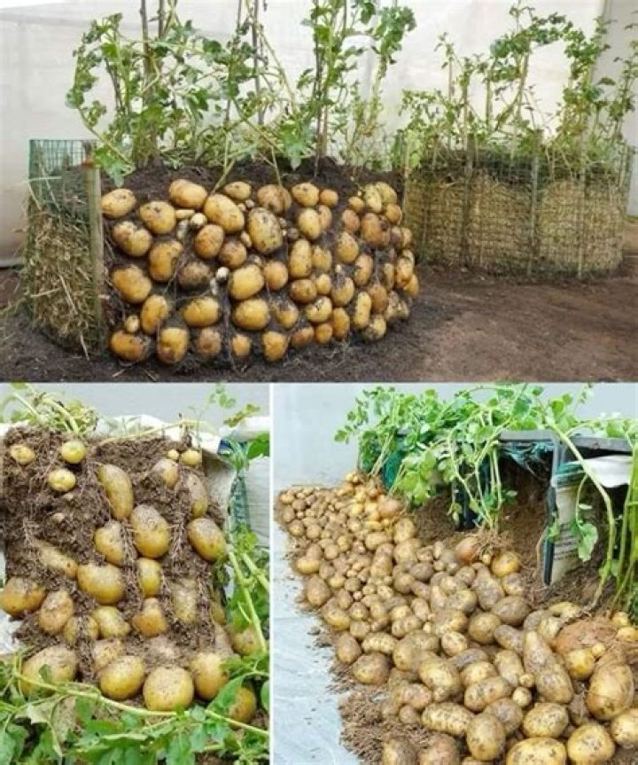 Why are my potatoes growing above ground?