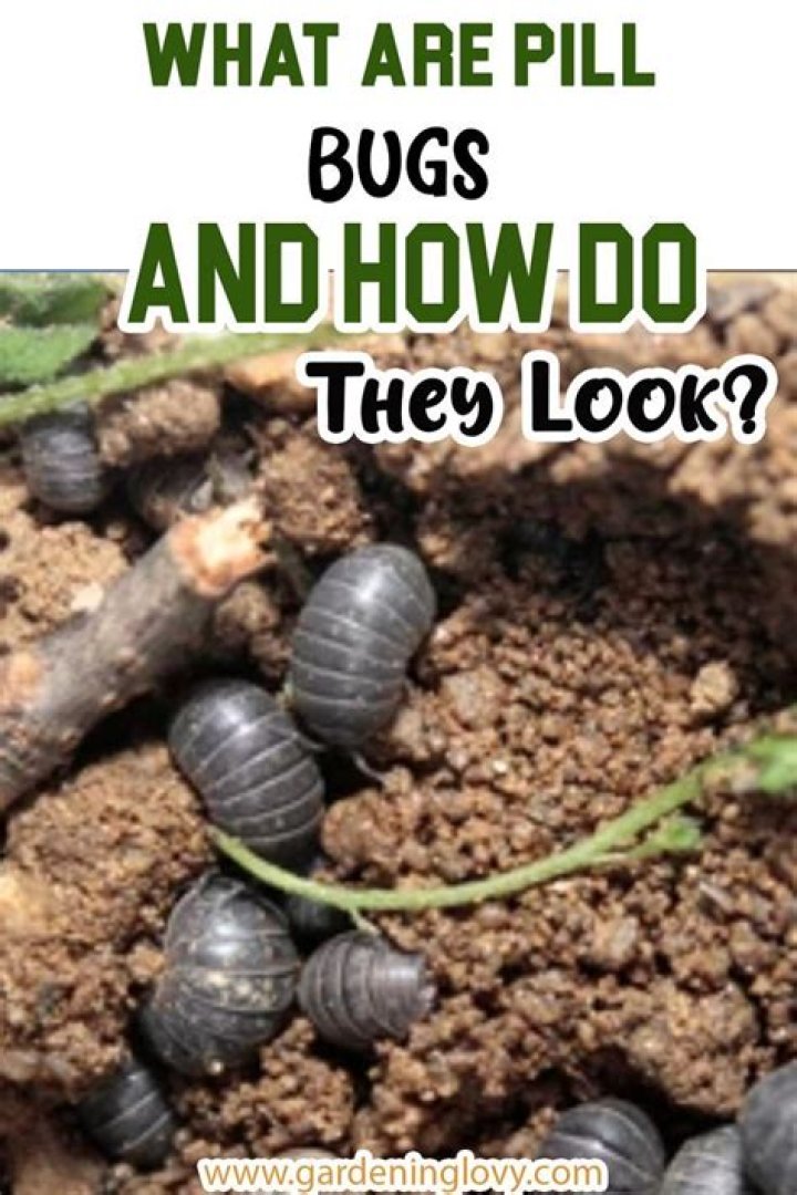 Why do pill bugs like potatoes?