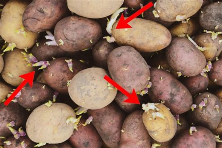 Why do potatoes not swell in water?