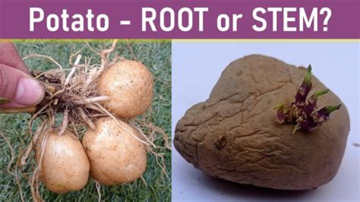 Why potato is called?